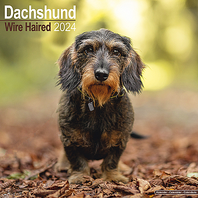 Dachshund Wire Haired Calendar 2024 (Square)